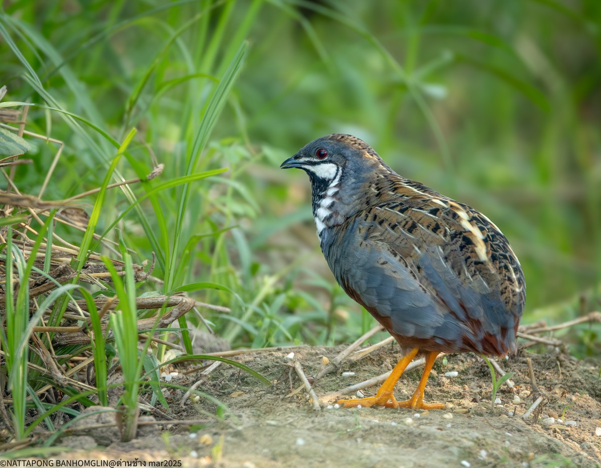 Blue-breasted Quail - ML632300306