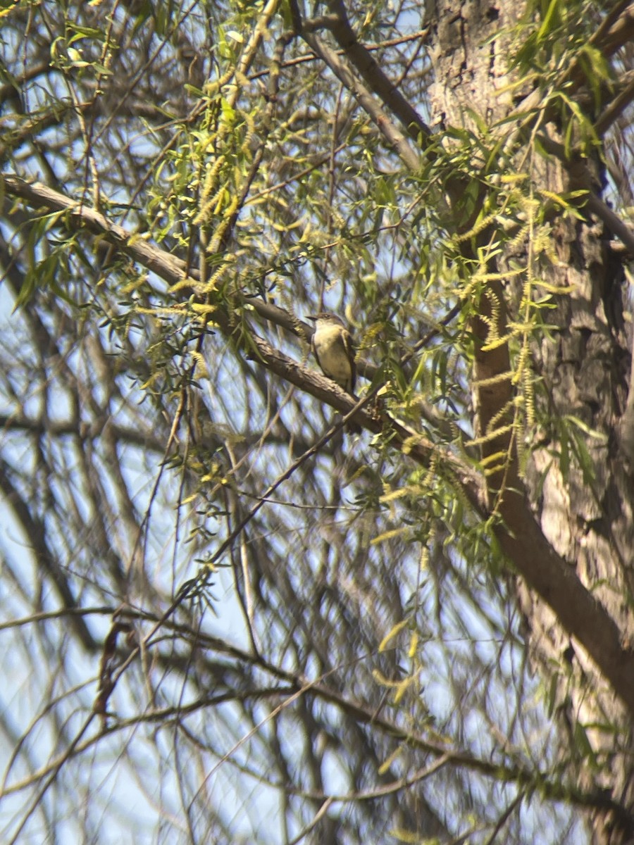 Eastern Phoebe - ML632300309