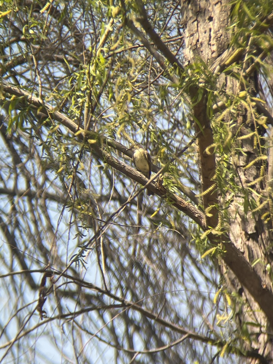 Eastern Phoebe - ML632300310
