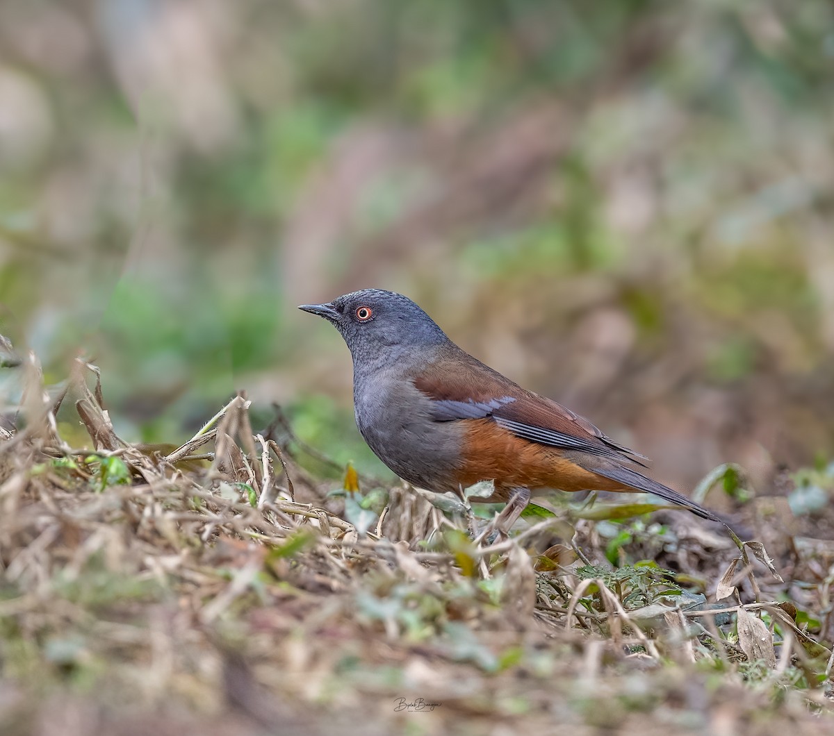 Maroon-backed Accentor - ML632300435