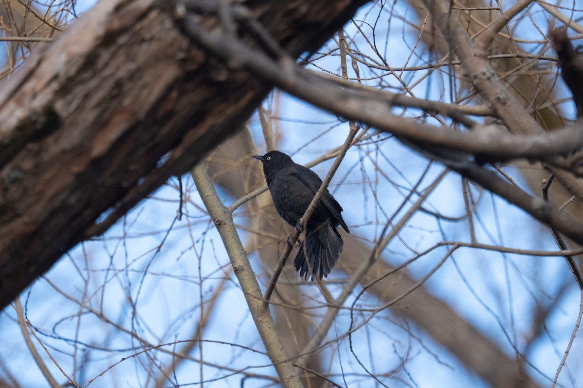 Rusty Blackbird - ML632300570