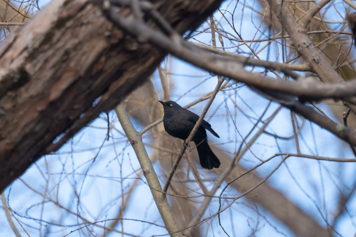 Rusty Blackbird - ML632300573