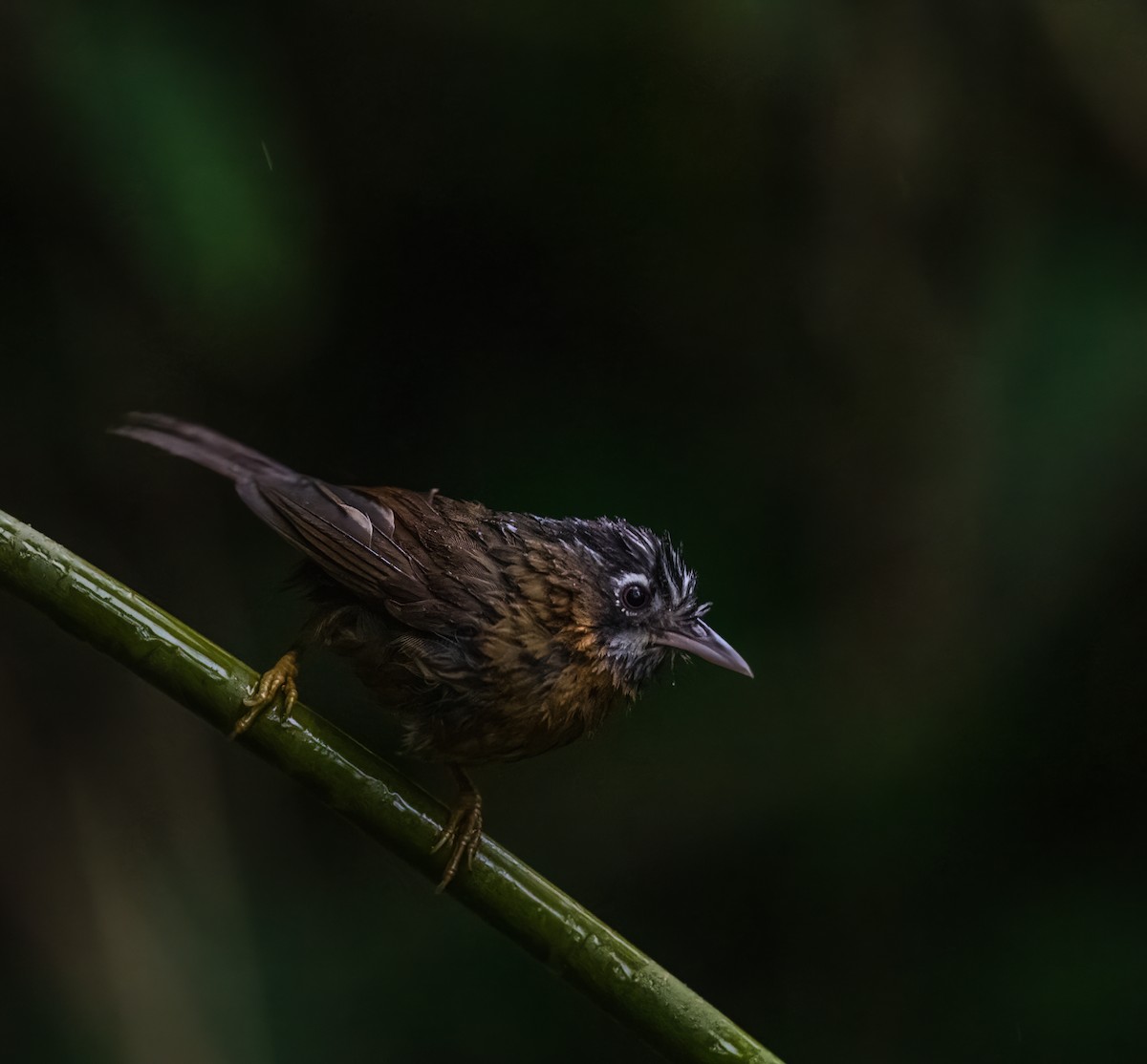 Gray-throated Babbler - ML632300591