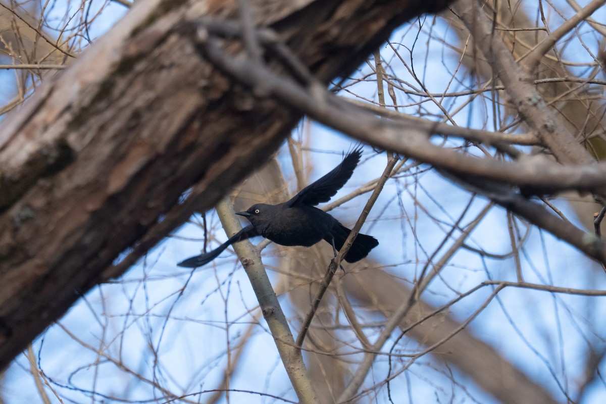 Rusty Blackbird - ML632300601