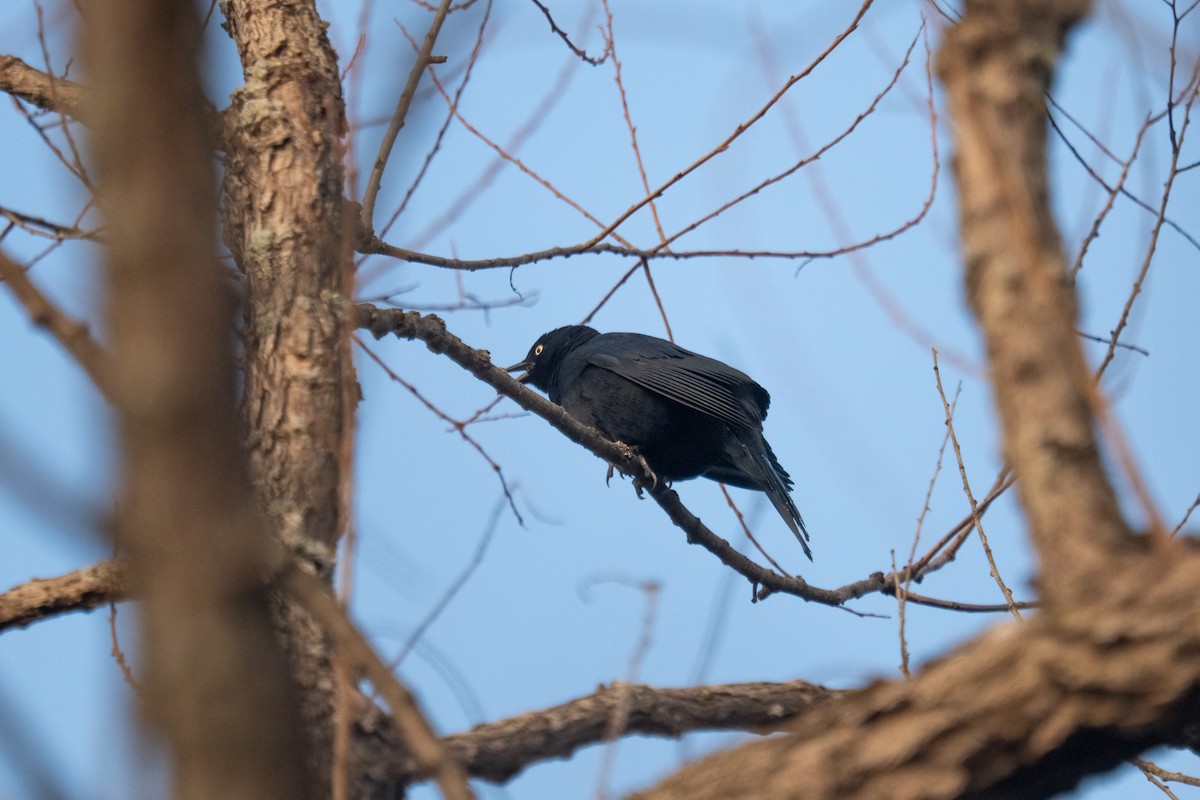 Rusty Blackbird - ML632300604