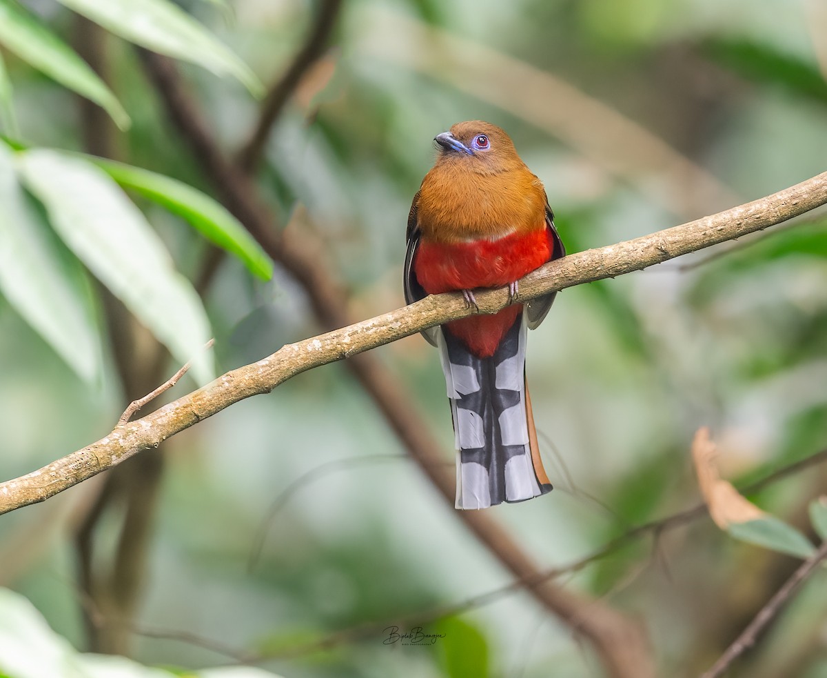 Trogon à tête rouge - ML632300753
