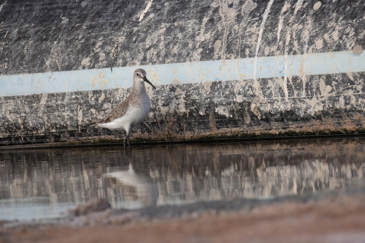 Curlew Sandpiper - ML632300770