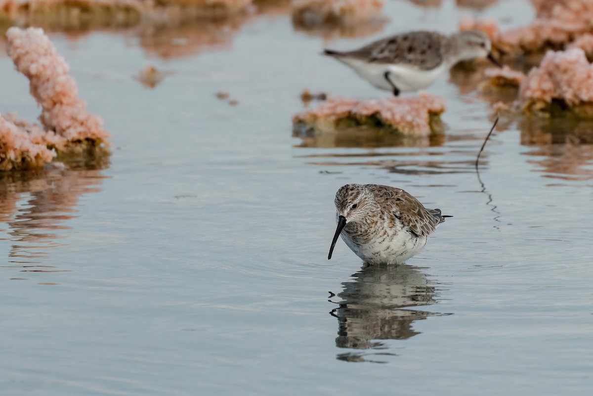 Curlew Sandpiper - ML632300900