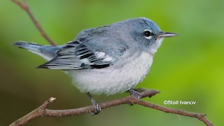 雑種 ミズイロアメリカムシクイ x アサギアメリカムシクイ - eBird