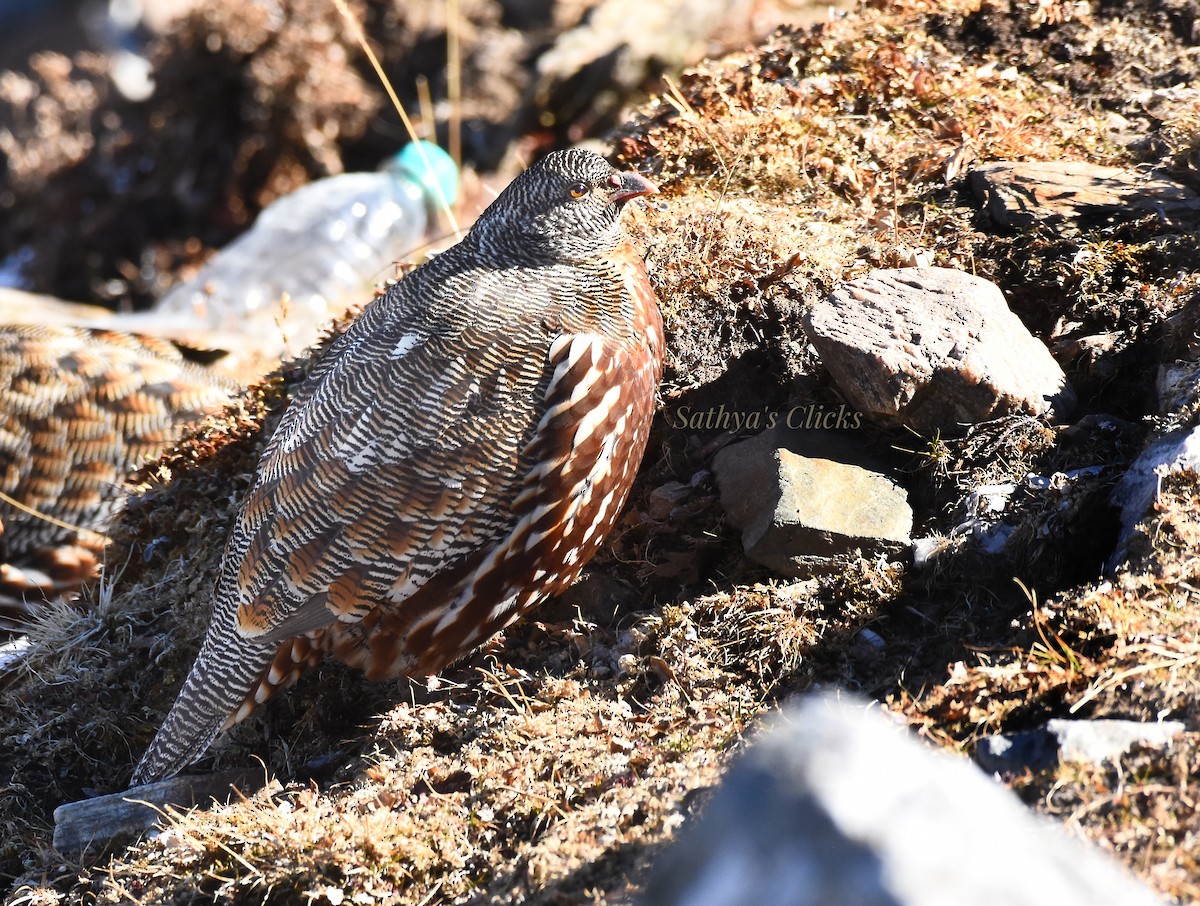 Snow Partridge - ML632300938
