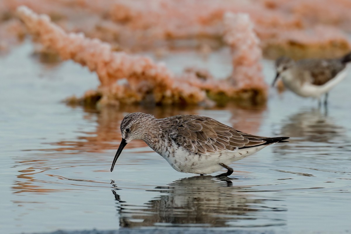 Curlew Sandpiper - ML632300942
