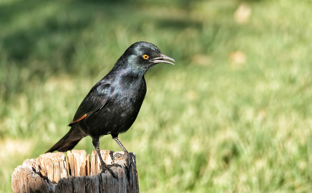 Pale-winged Starling - ML632300975