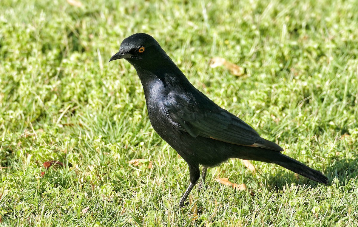 Pale-winged Starling - ML632300979
