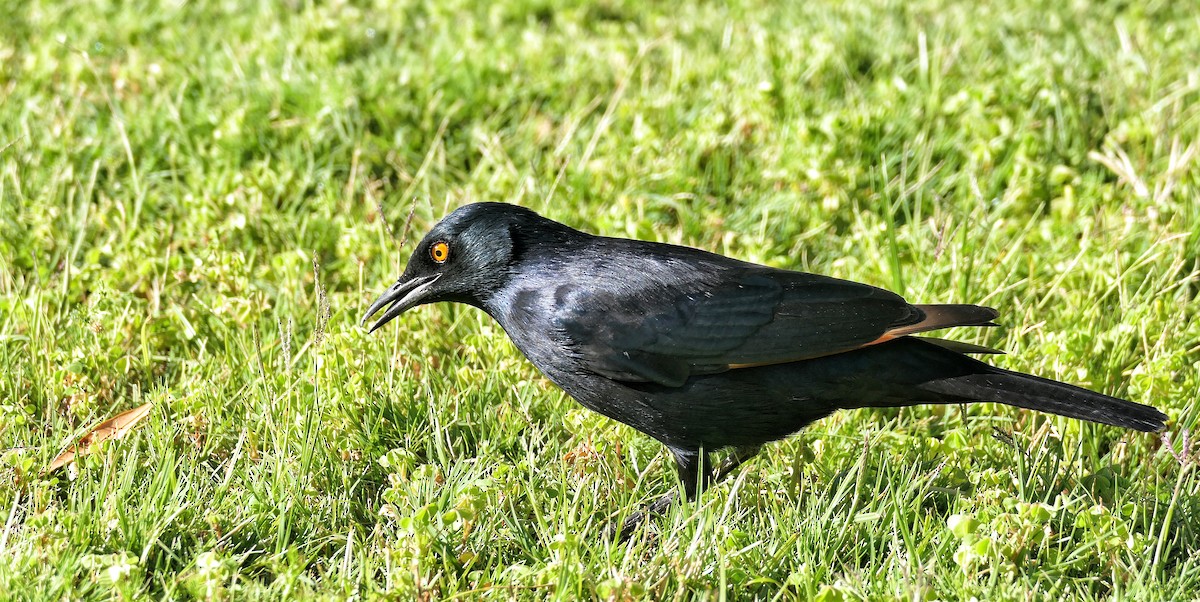 Pale-winged Starling - ML632300981