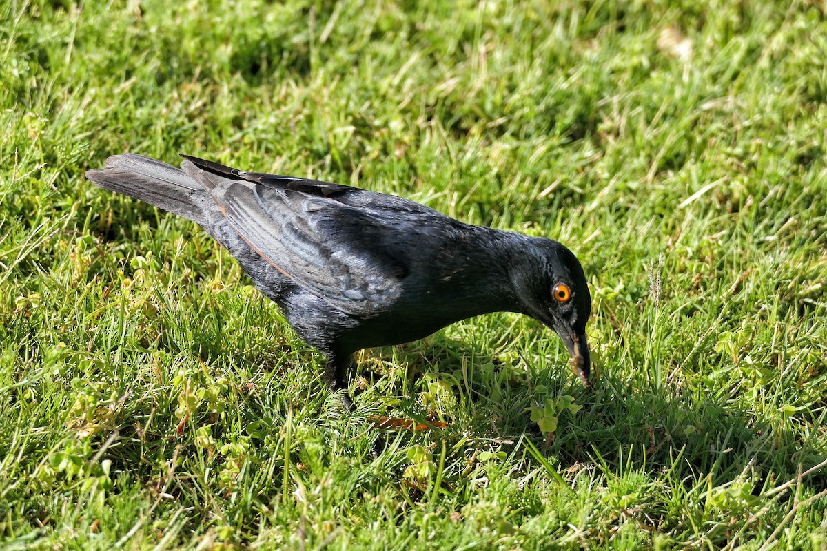 Pale-winged Starling - ML632300989