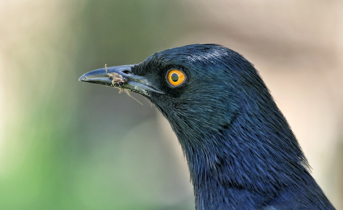 Pale-winged Starling - ML632300994