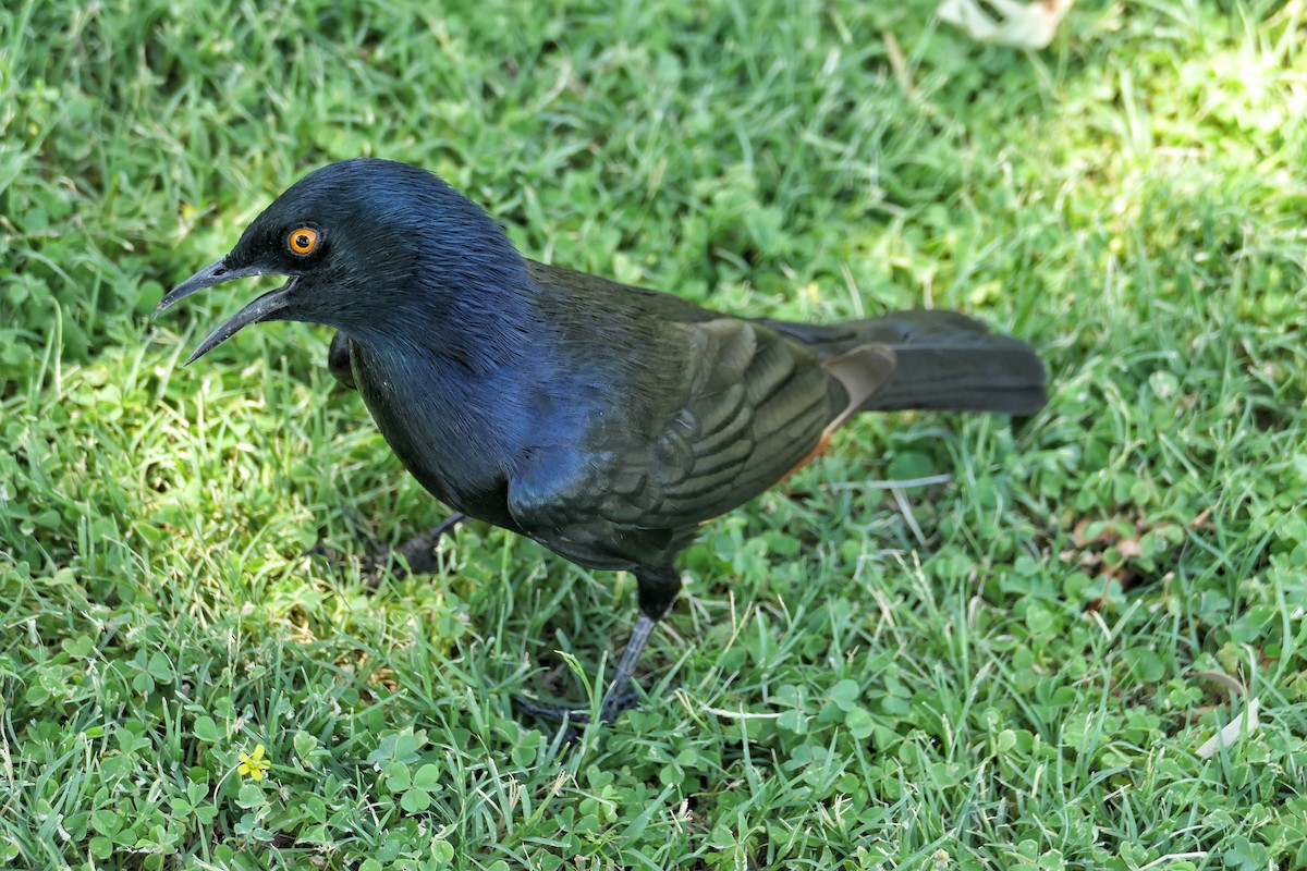 Pale-winged Starling - ML632300997