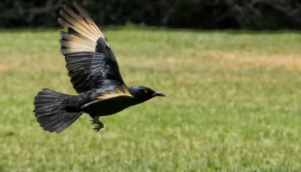 Pale-winged Starling - ML632301002