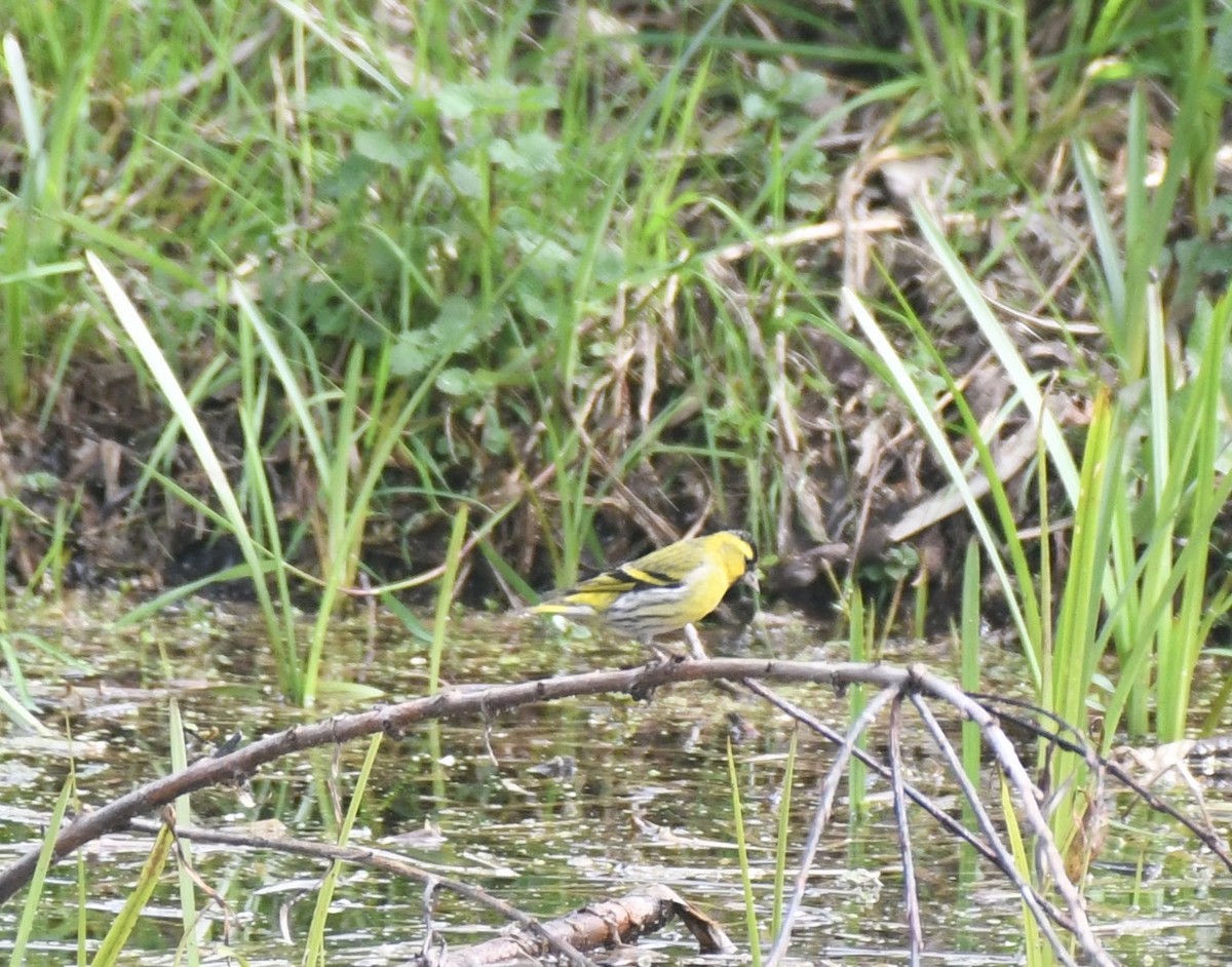 Eurasian Siskin - ML632301006