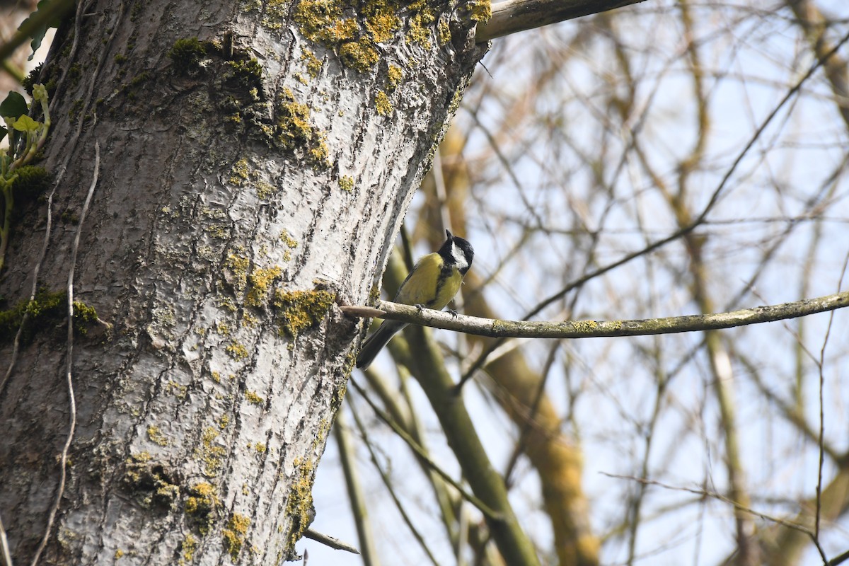 Great Tit - ML632301184