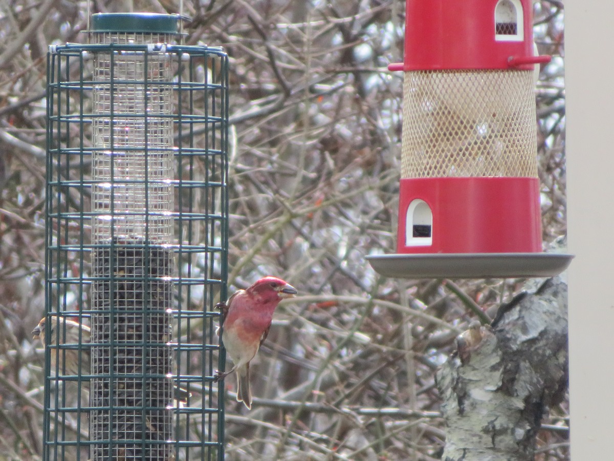 Purple Finch - ML632301301