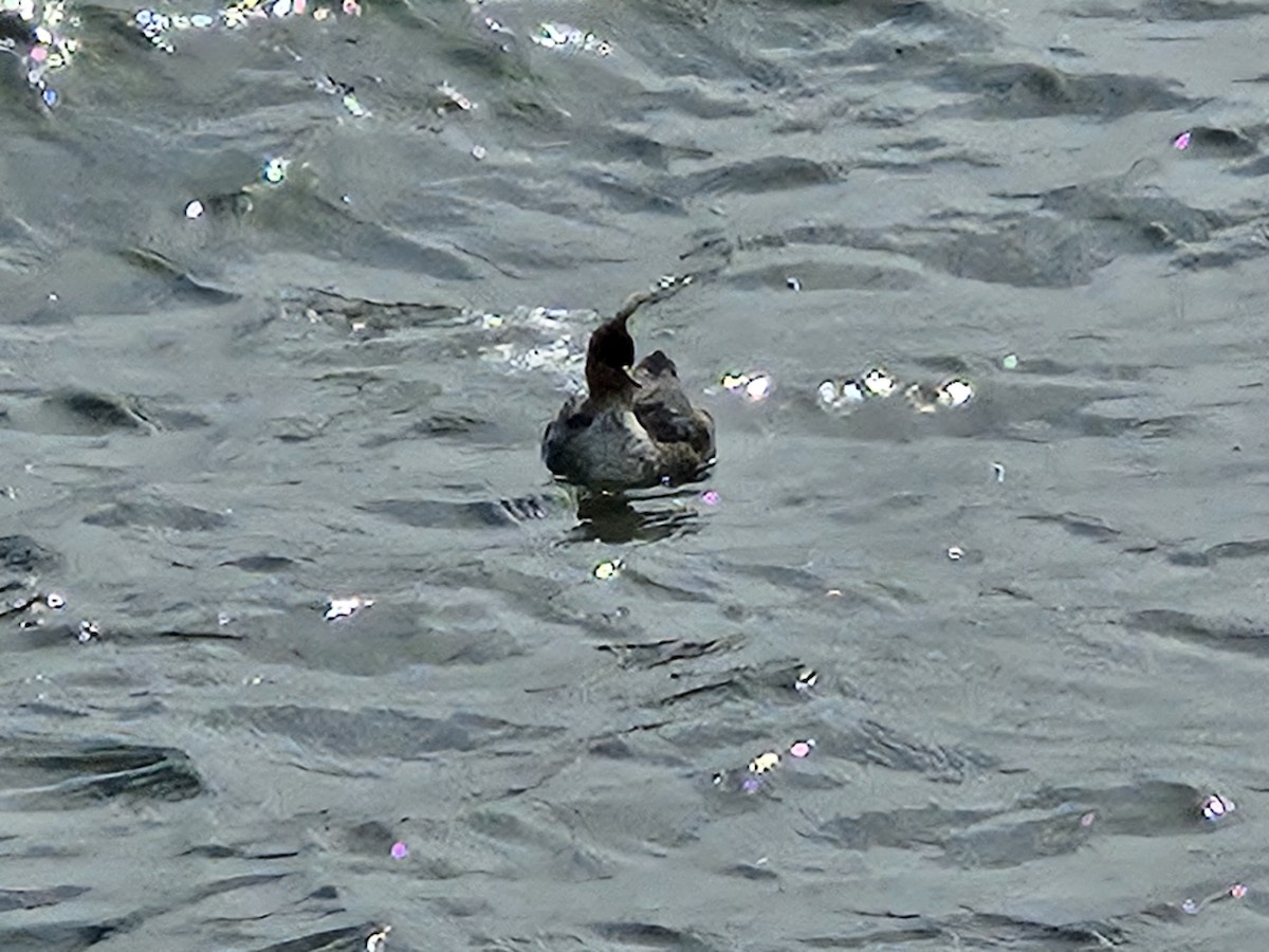 Сэвгэр бохио - ML632301332