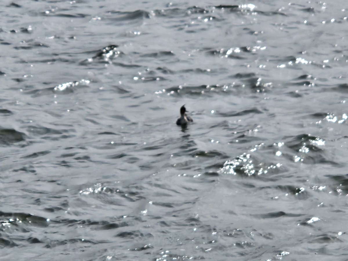 Сэвгэр бохио - ML632301333