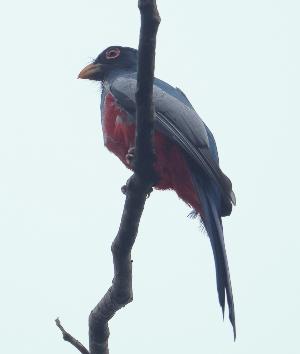 trogon volavý - ML632301335