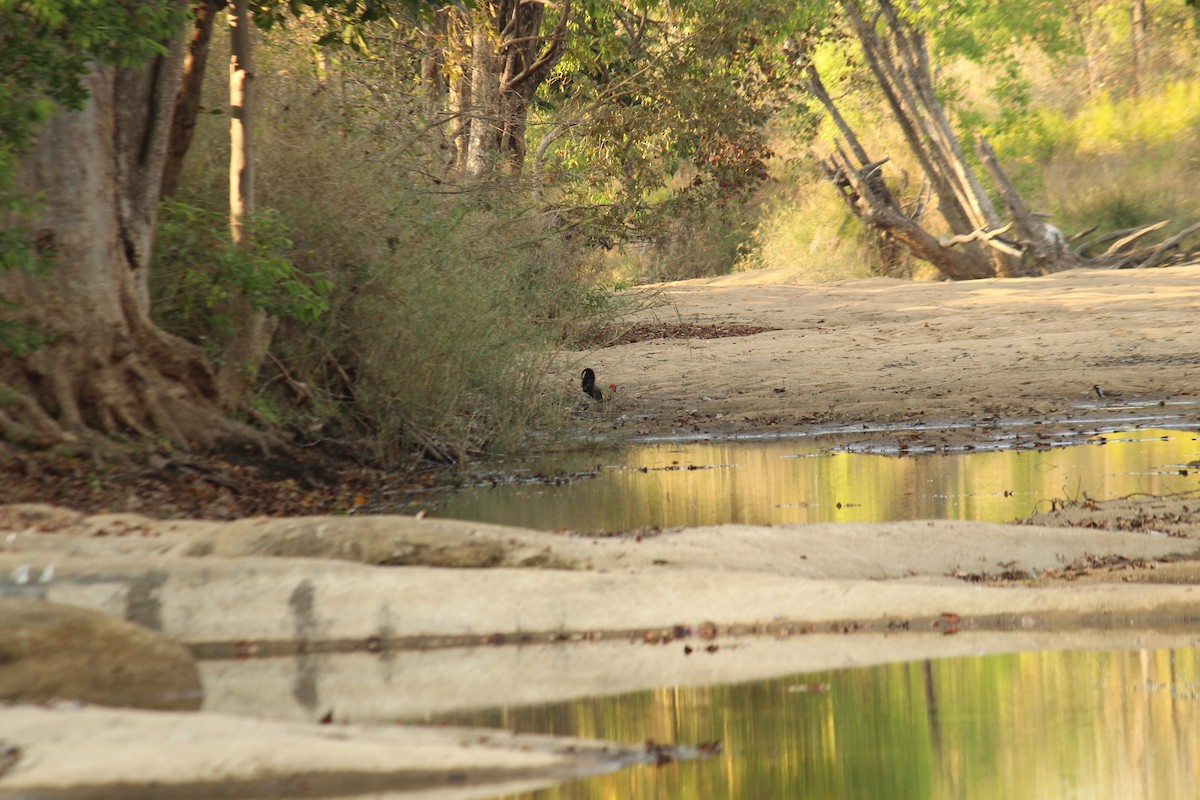 Gray Junglefowl - ML632301704