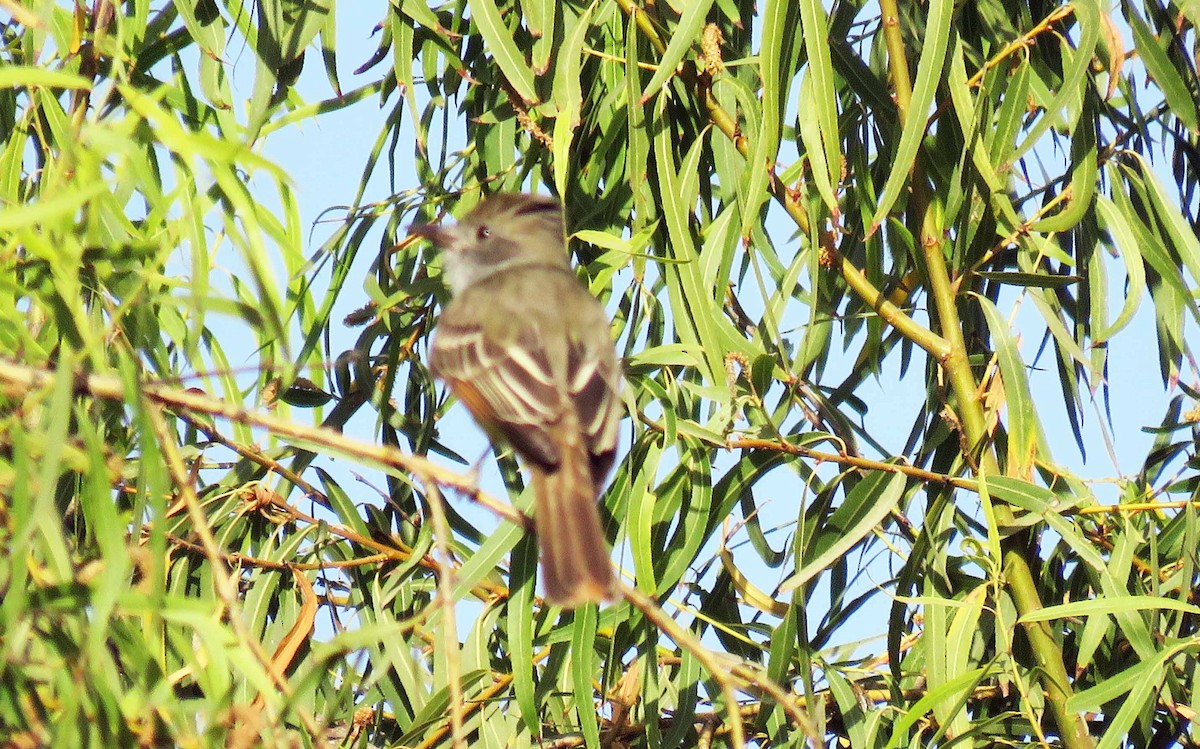 Brown-crested Flycatcher - ML63230181