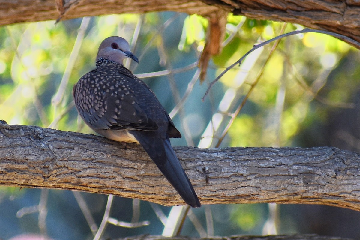 Spotted Dove - ML632301827