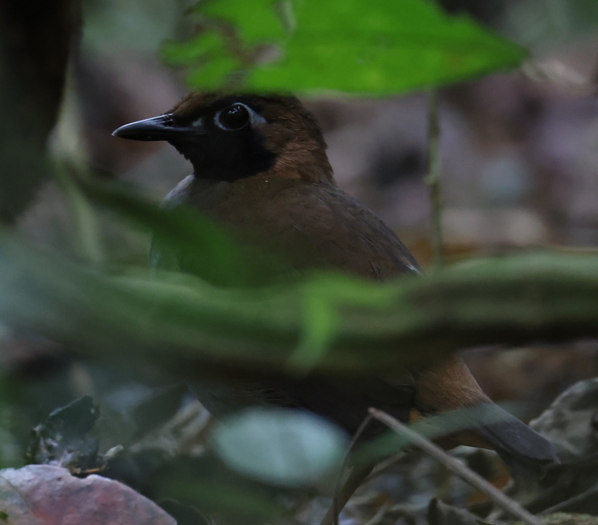 Black-faced Antthrush - ML632301832