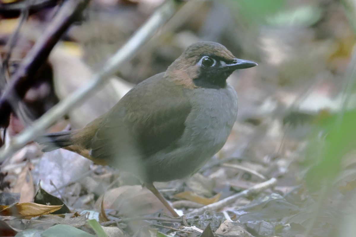 Black-faced Antthrush - ML632301833