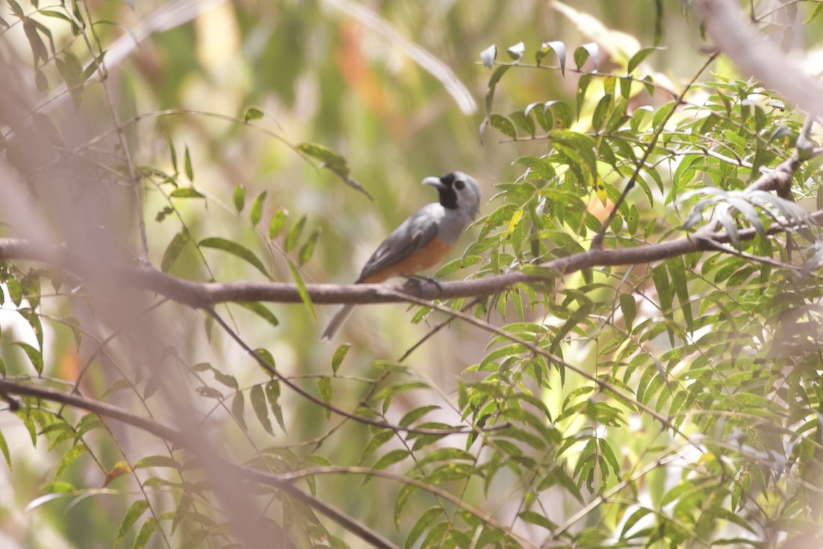 Black-faced Monarch - ML632301834