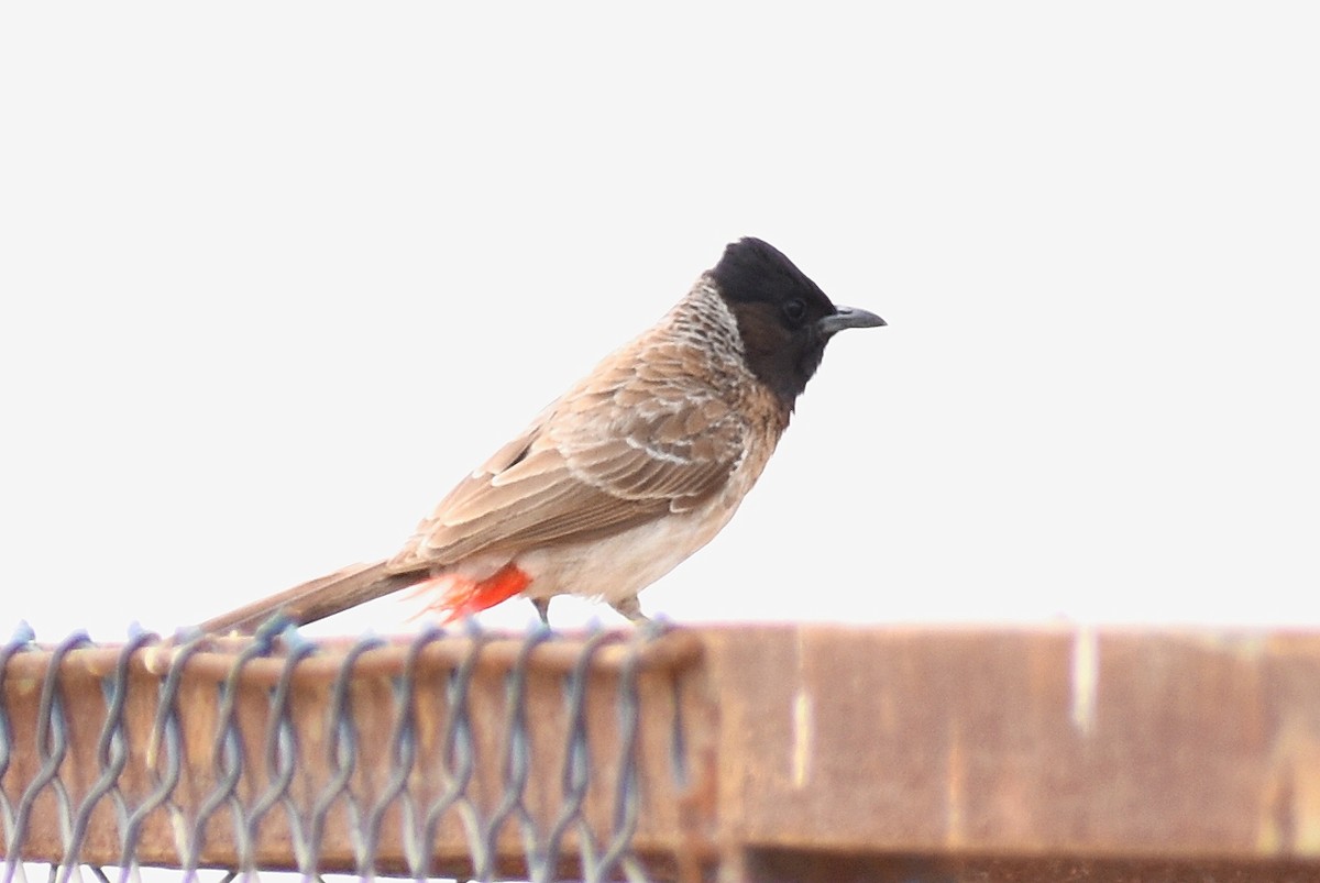 Red-vented Bulbul - ML632301837