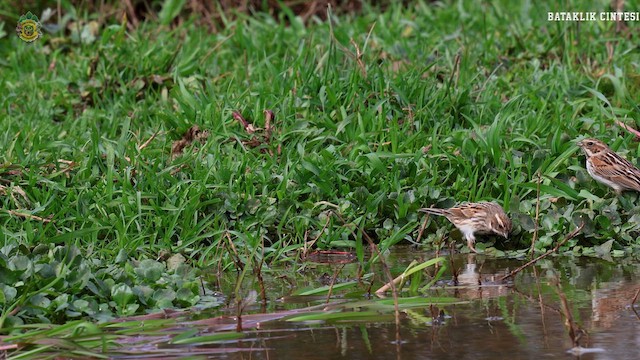 Reed Bunting - ML632301891