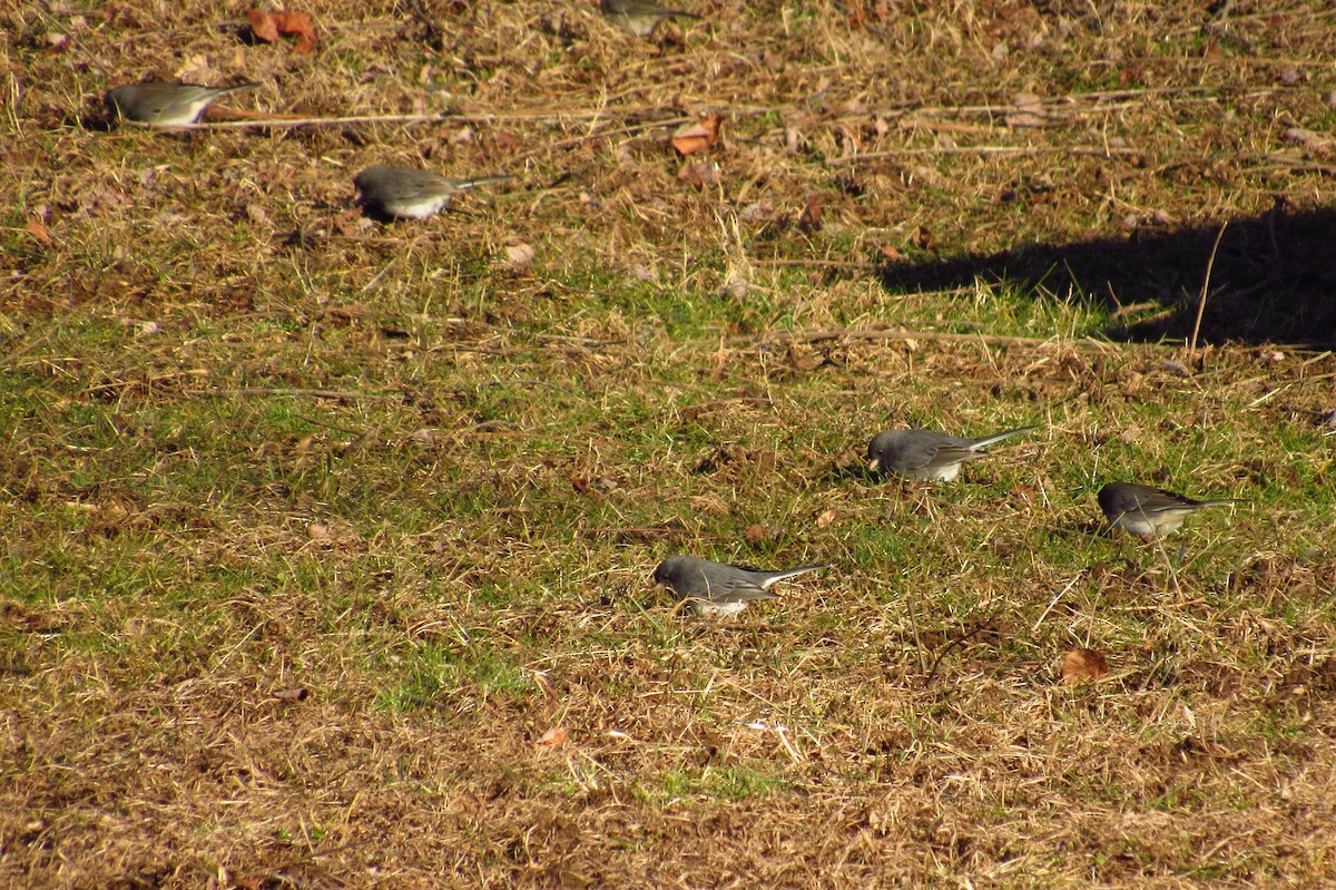 Dark-eyed Junco - ML632301911