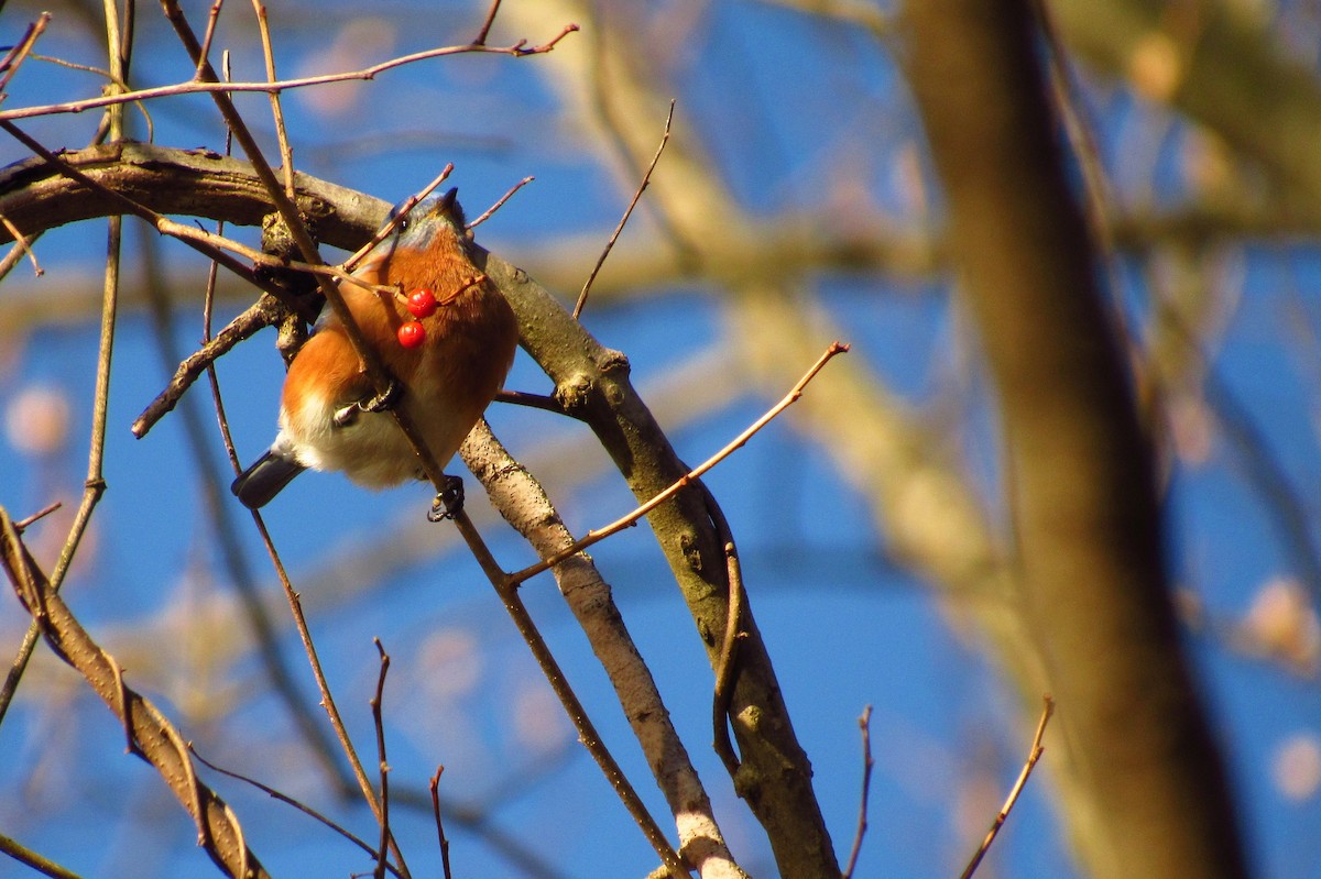 Eastern Bluebird - ML632301922