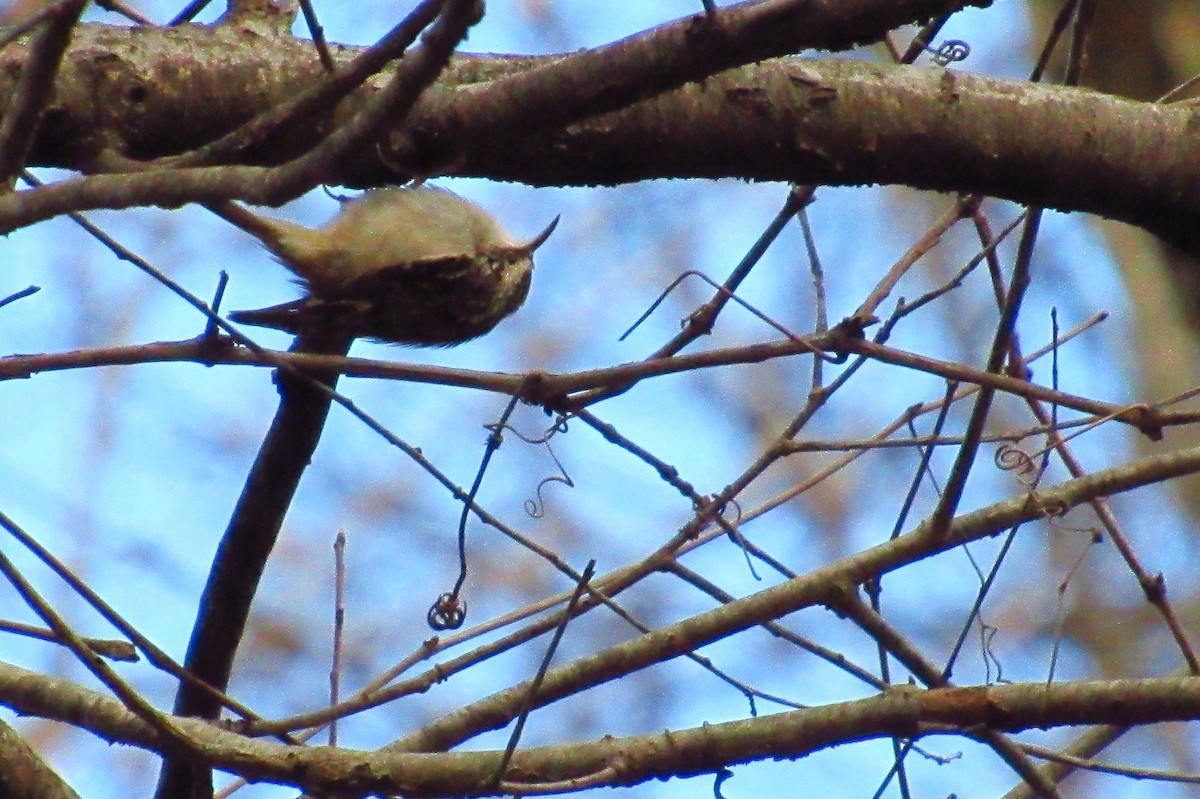Brown Creeper - ML632301934