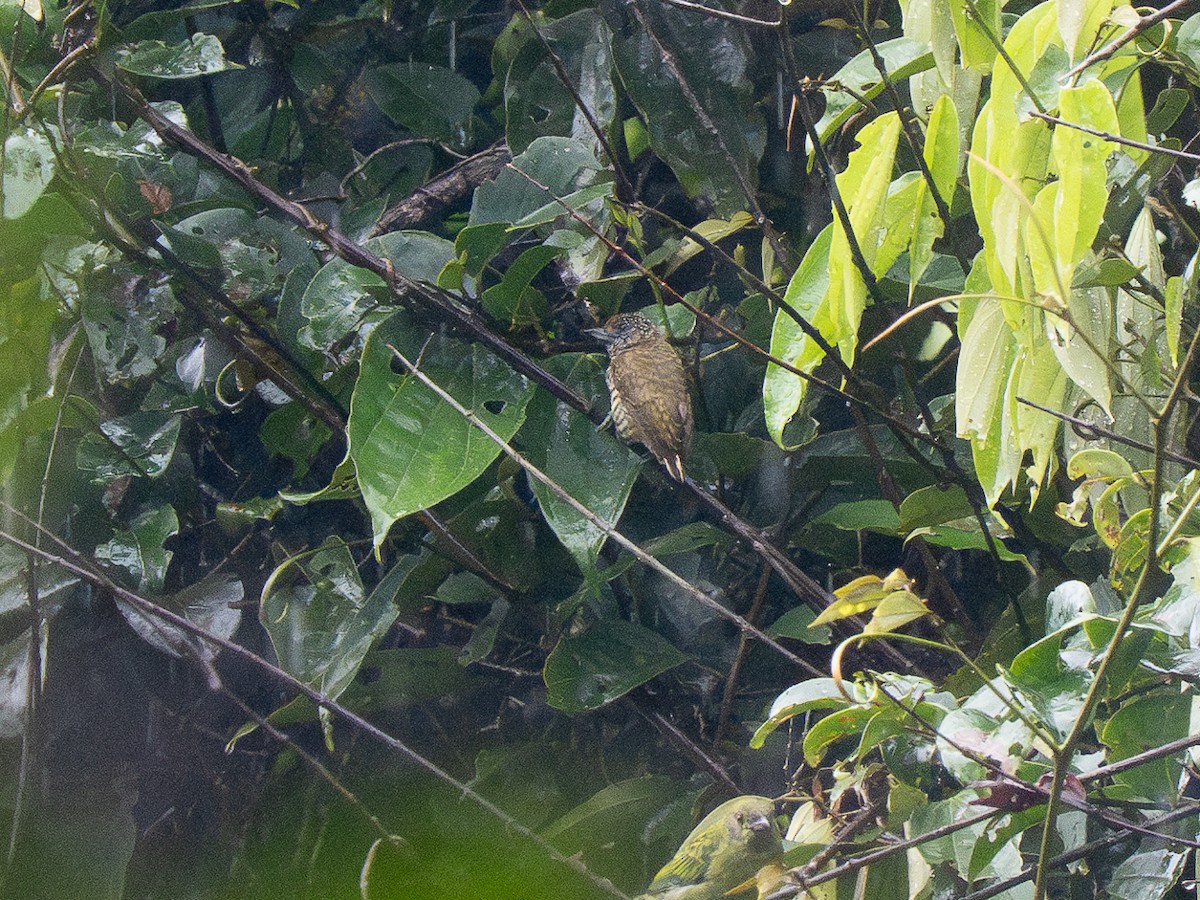 Lafresnaye's Piculet - ML632301964