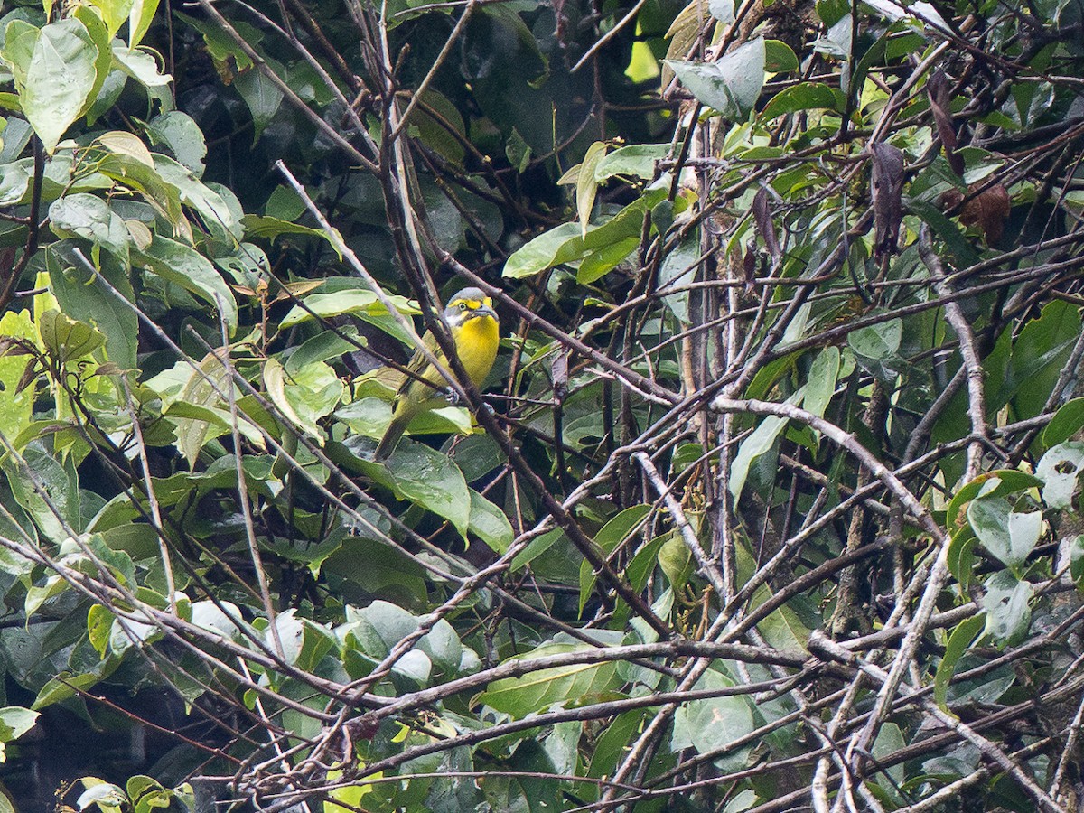 Slaty-capped Shrike-Vireo - ML632301974