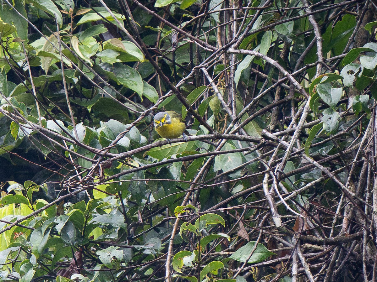 Slaty-capped Shrike-Vireo - ML632301976