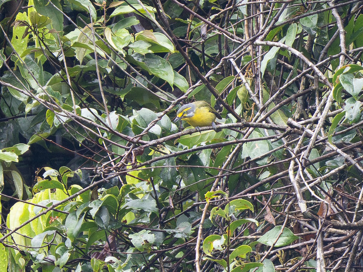 Slaty-capped Shrike-Vireo - ML632301977