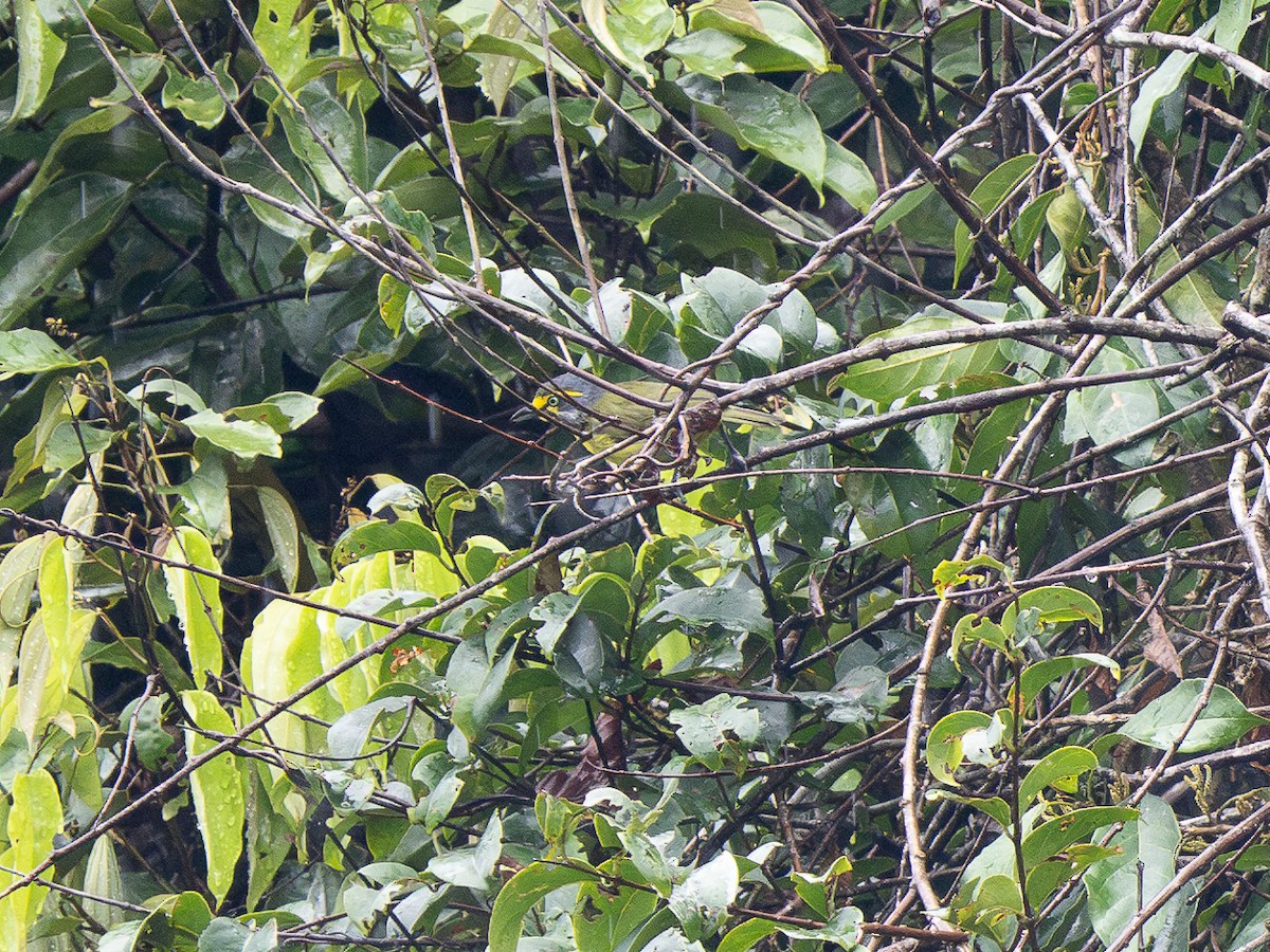 Slaty-capped Shrike-Vireo - ML632301980