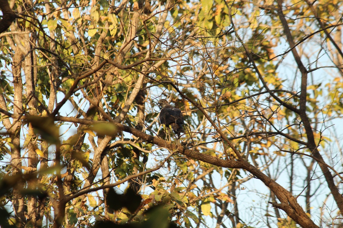 Bonelli's Eagle - ML632302066