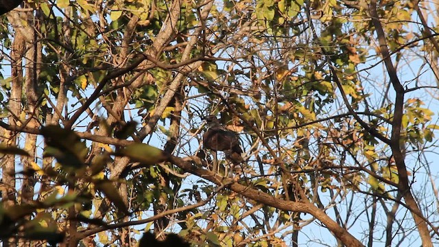 Bonelli's Eagle - ML632302076