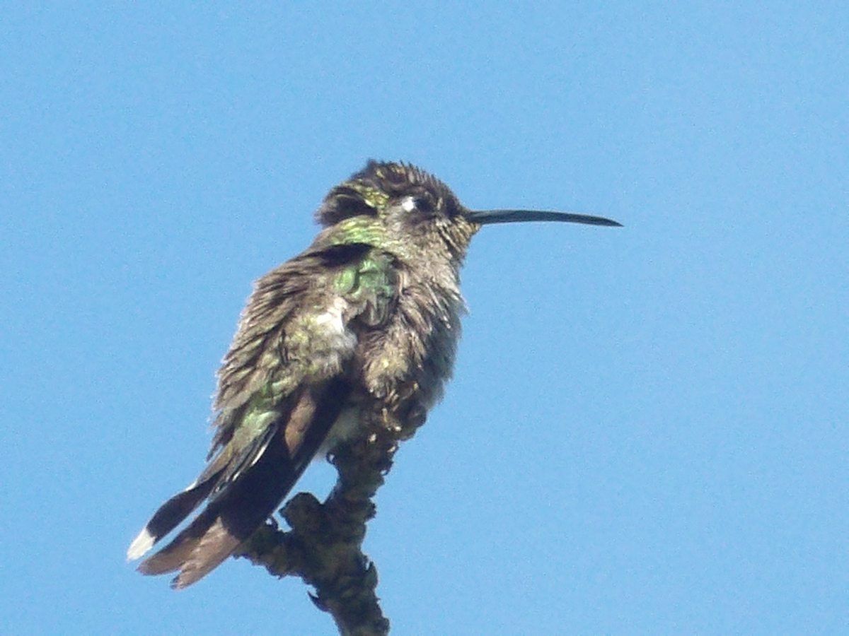 Rivoli's Hummingbird - ML632302141