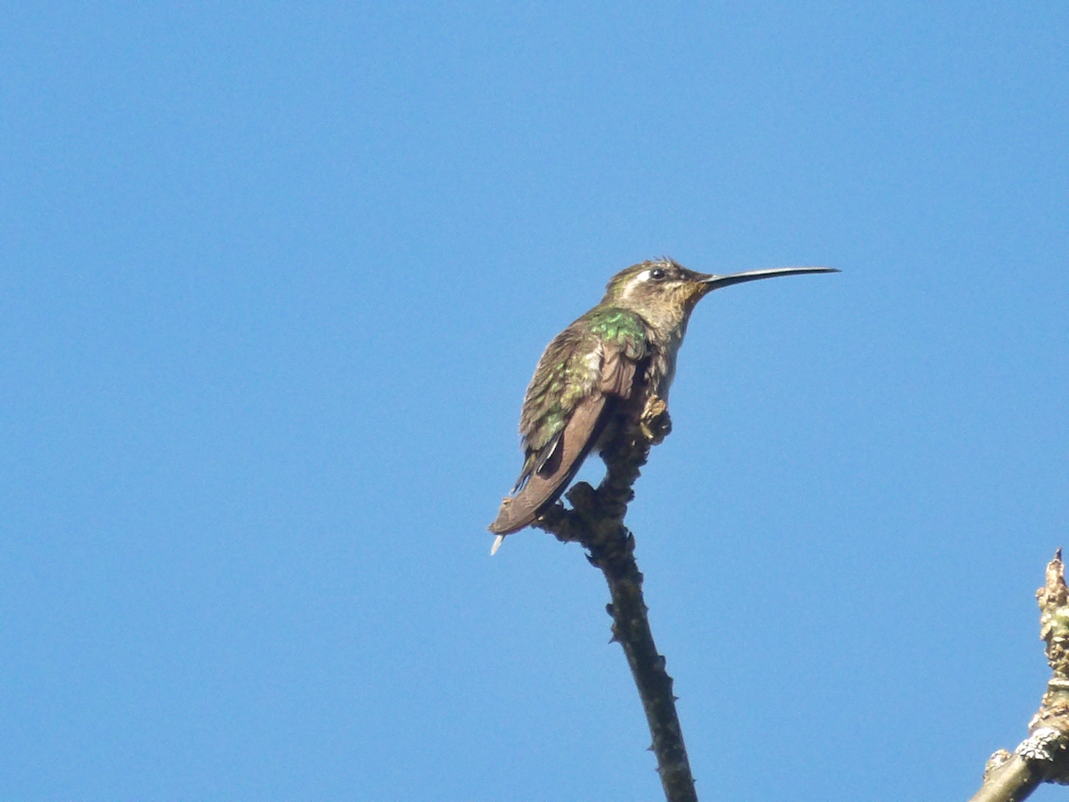 Rivoli's Hummingbird - ML632302142