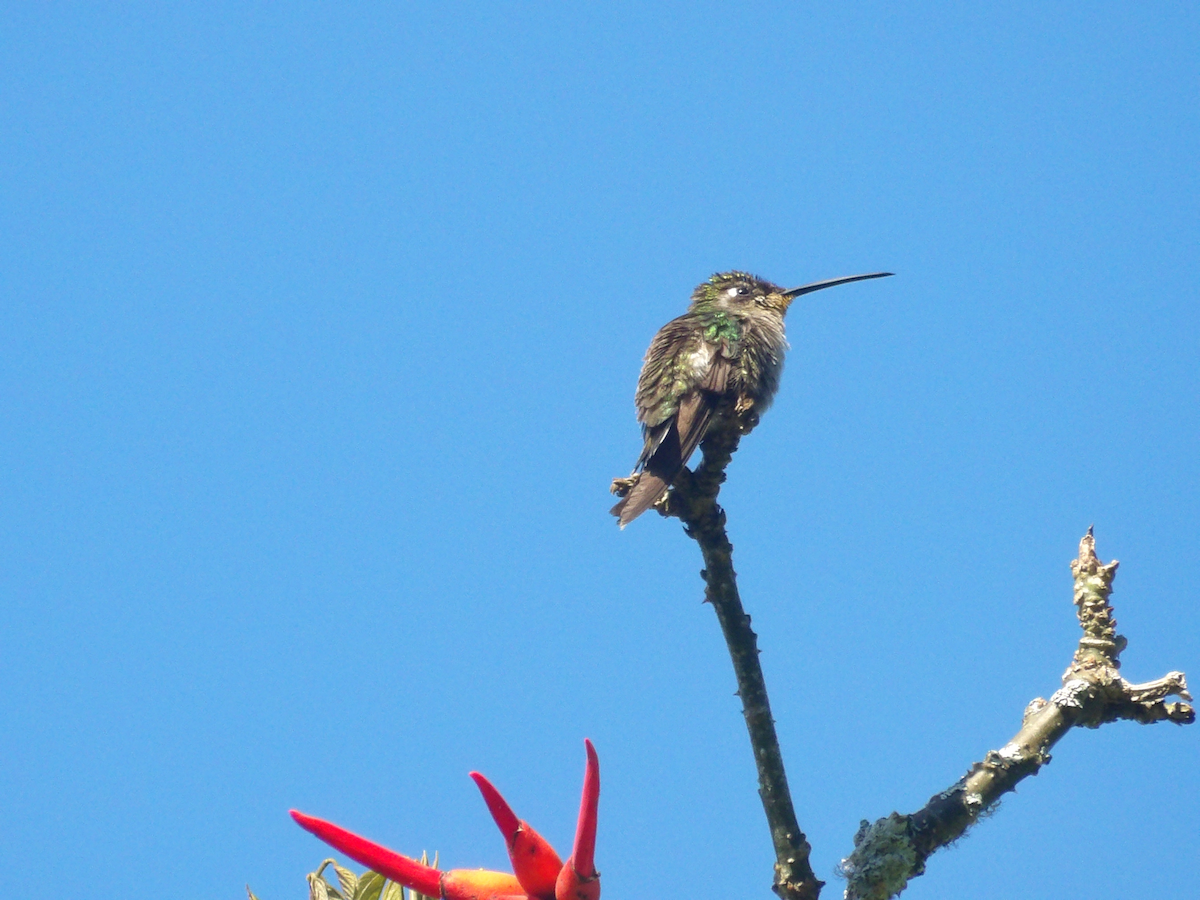 Rivoli's Hummingbird - ML632302144