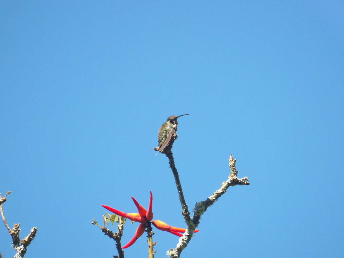 Rivoli's Hummingbird - ML632302145